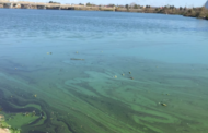Cianobacterias en balnearios bonaerenses: cuando el desequilibrio del ambiente enciende la señal de alerta