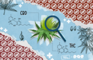 Cannabis medicinal: evidencias, acceso legal, mercado negro y aprendizajes